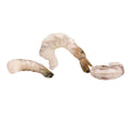 Raw Black Tiger Shrimp 21-25/lb