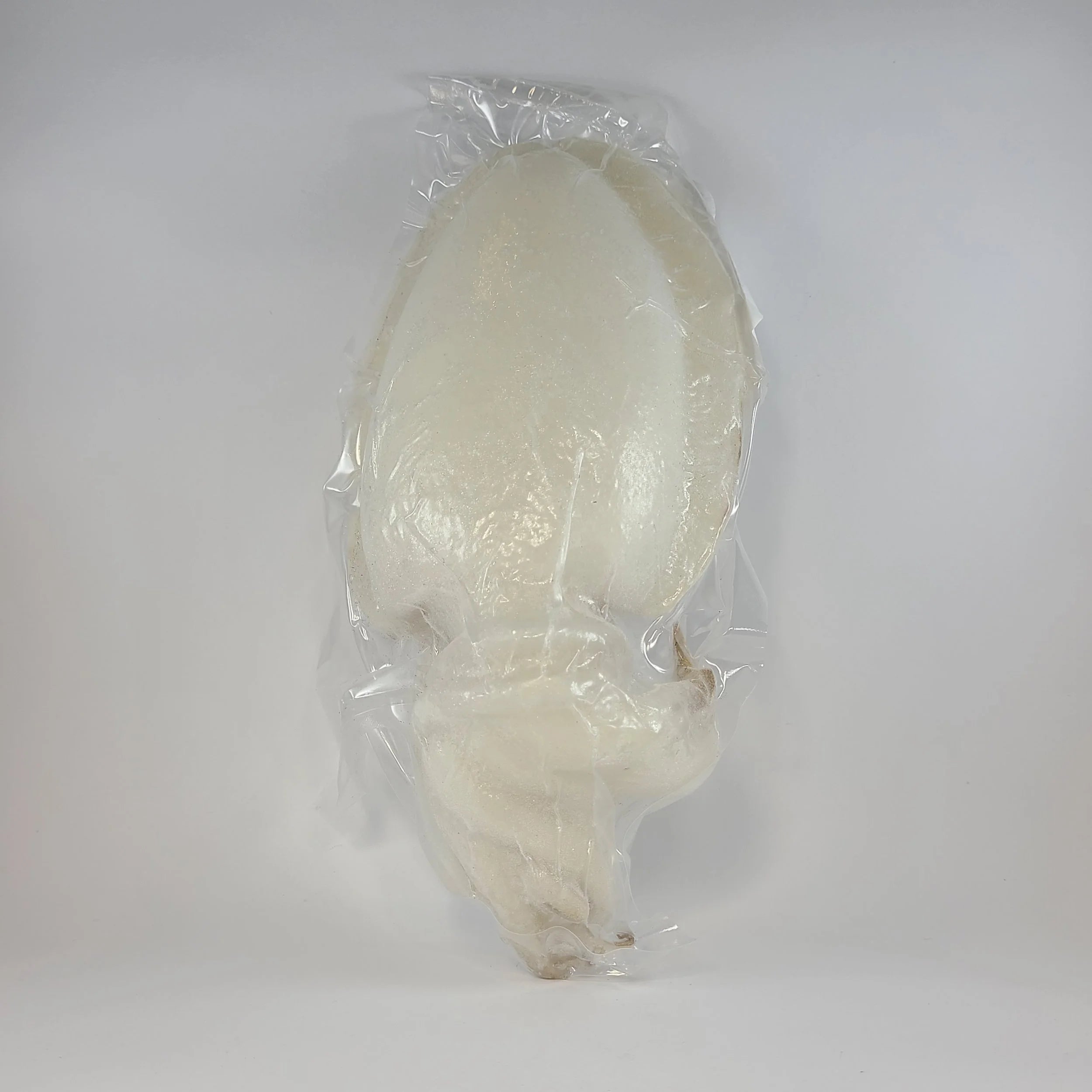 Cuttlefish