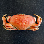 Dungeness Crab