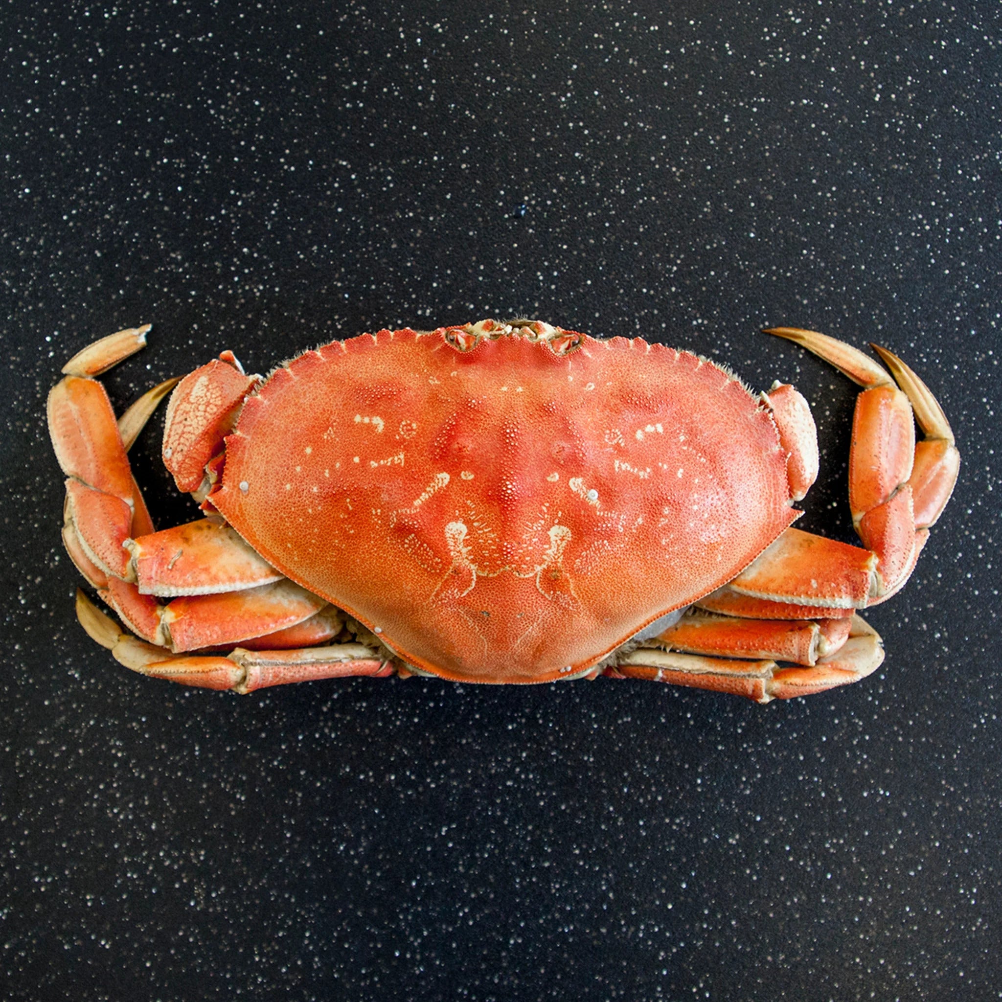 Dungeness Crab