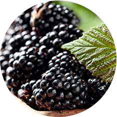 Blackberries