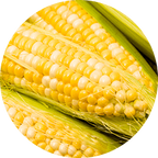 Corn, Peaches & Cream