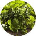 Rapini