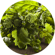Rapini