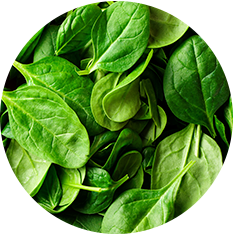 Chopped Spinach
